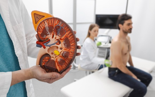 Doctor sosteniendo el interior de un órgano a escala y detrás un paciente siendo examinado.